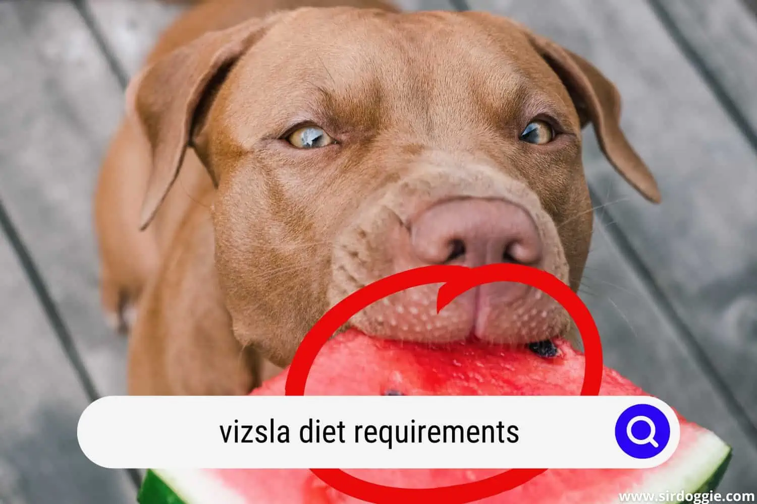 vizsla dog eating a watermelon