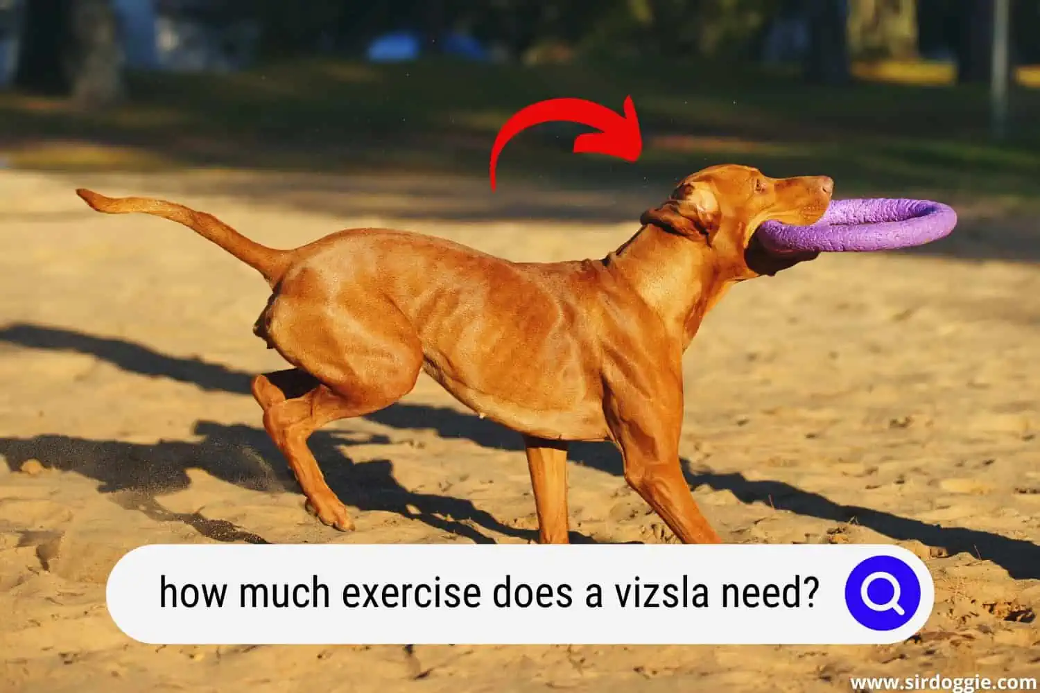 how much exercise does a vizsla need