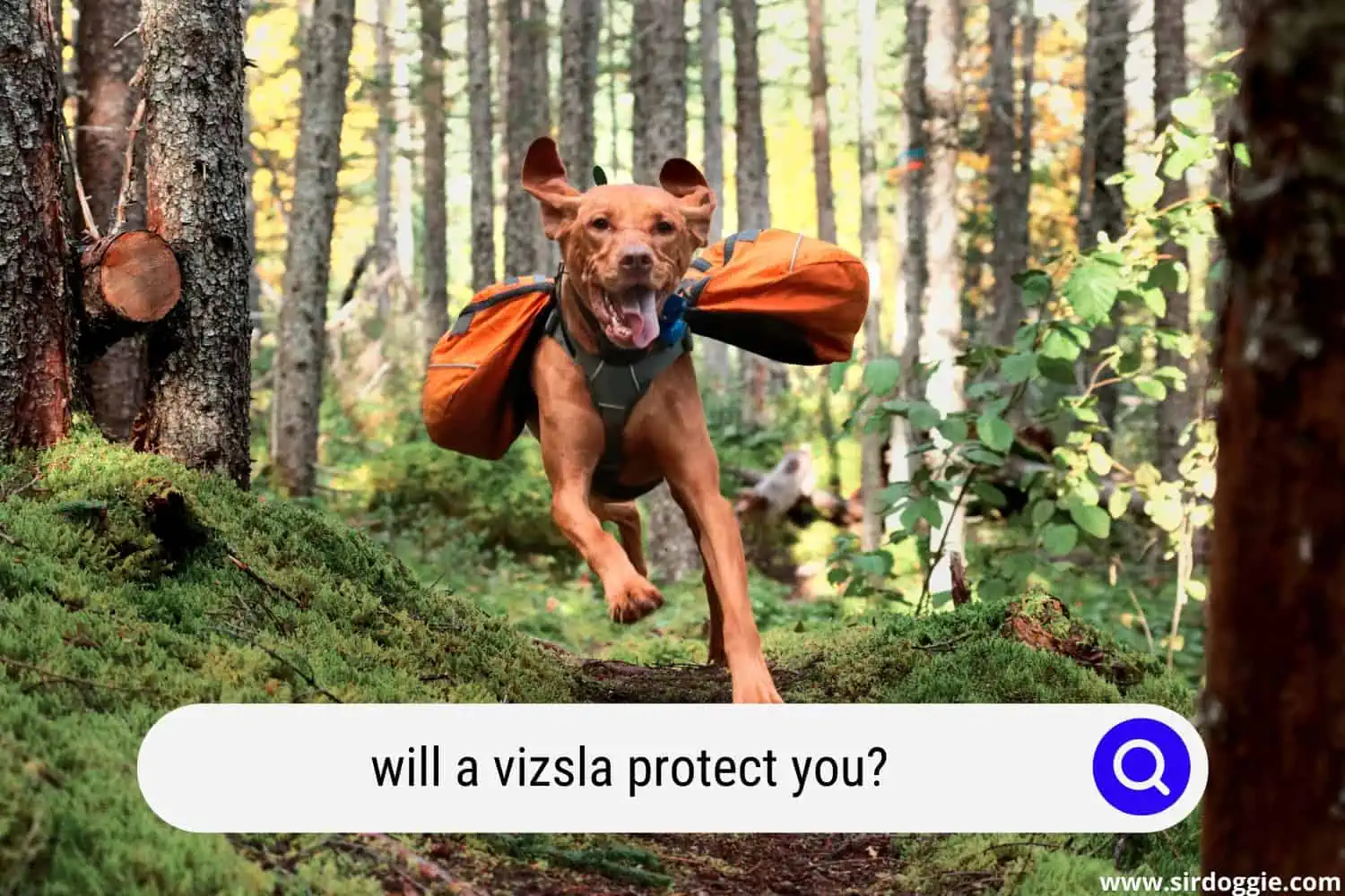 will a vizsla protect you