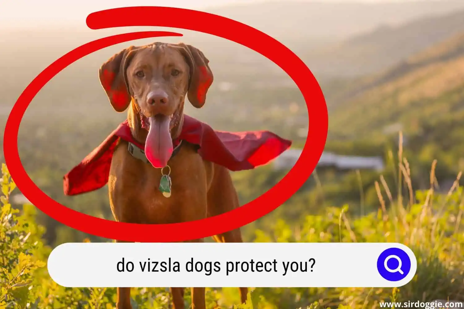 A vizsla dog wearing cape