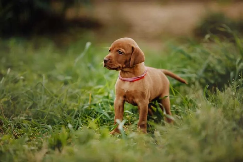 A cute vizsla puppy with red rubber necklace walking in the grass