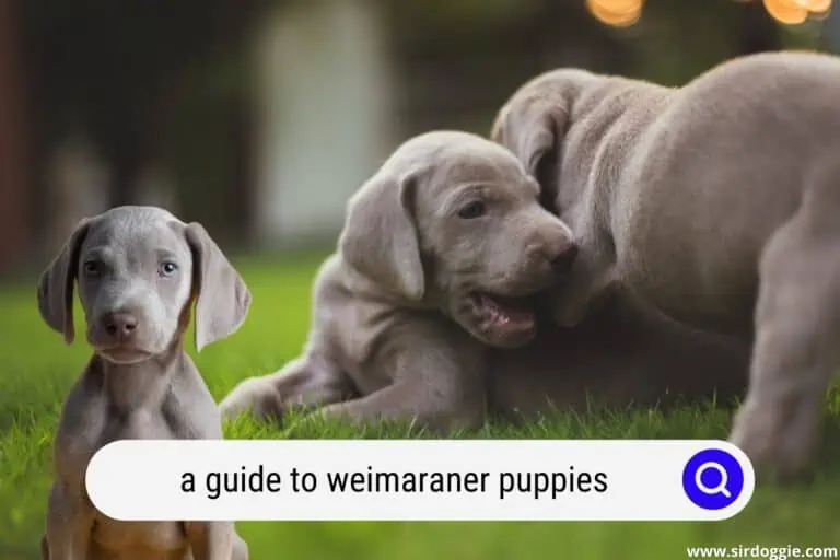 A Guide to Weimaraner Puppies