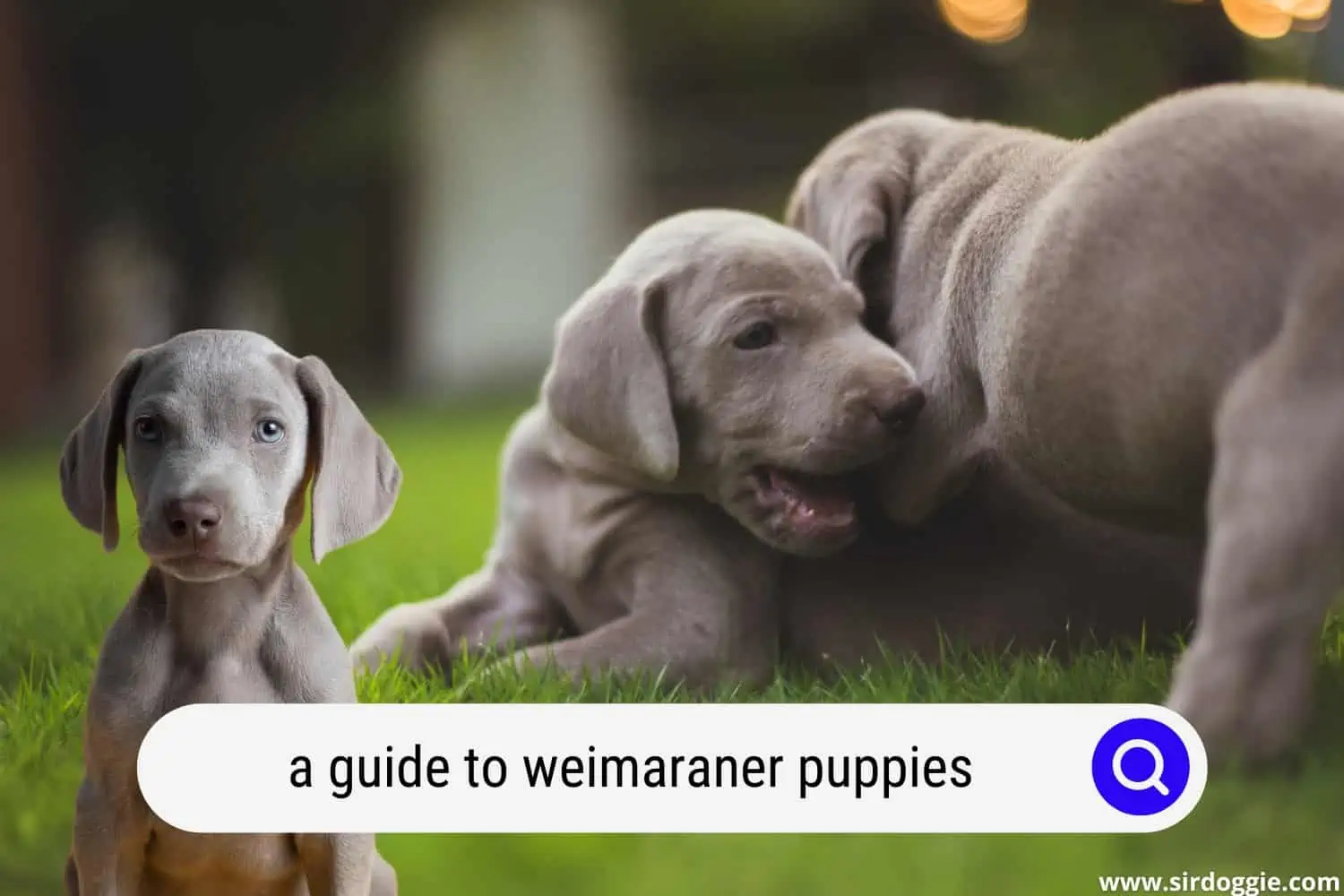 a guide to weimaraner puppies