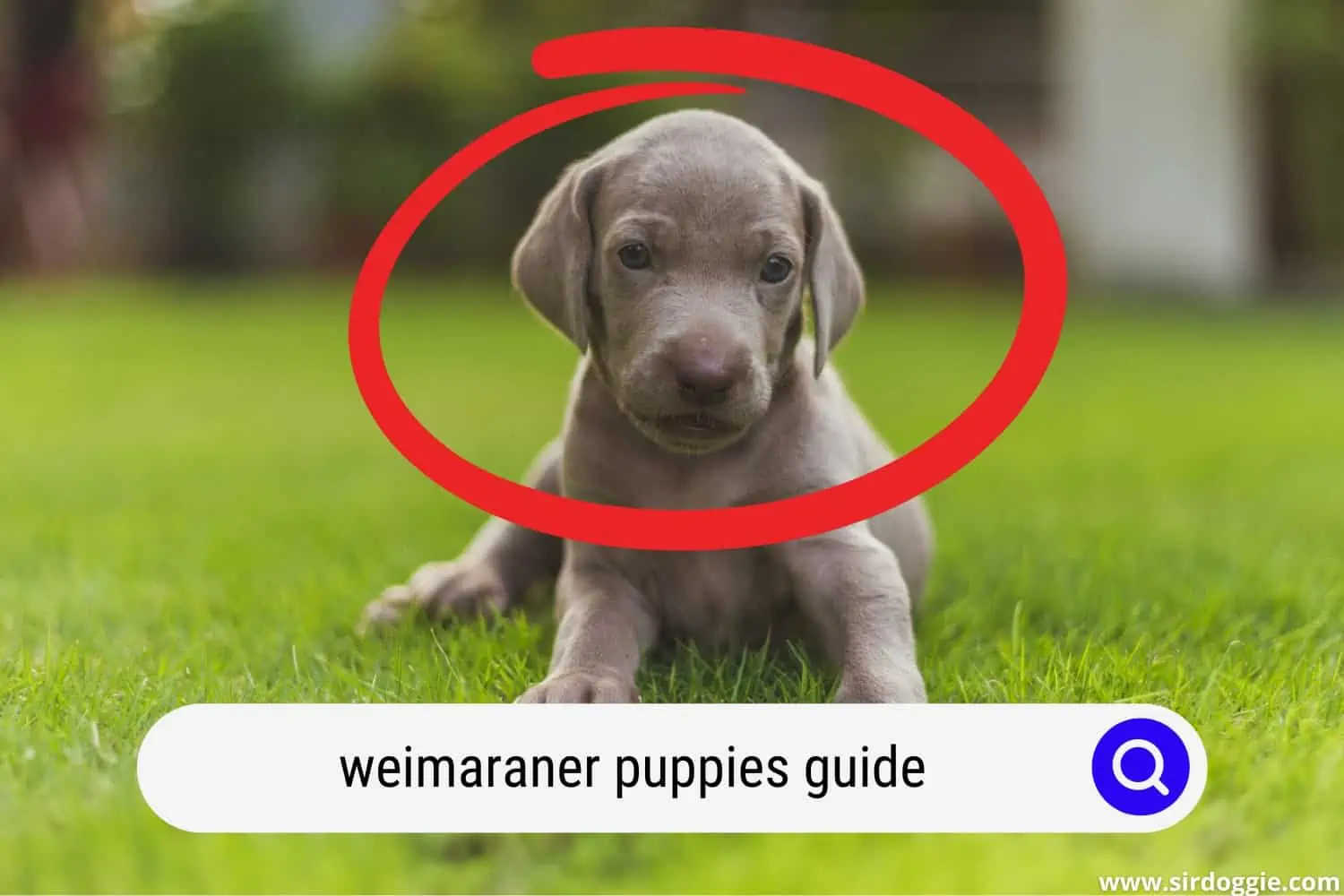 weimaraner puppies guide