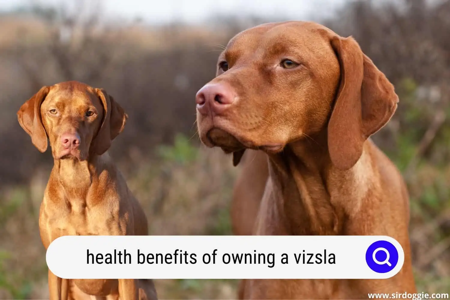 benefits of owning a vizsla