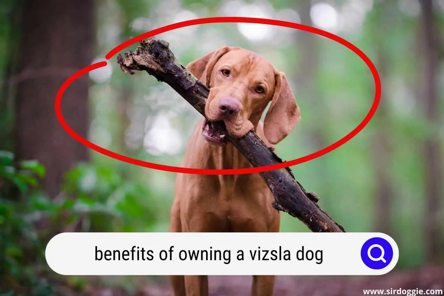 benefits of owning a vizsla