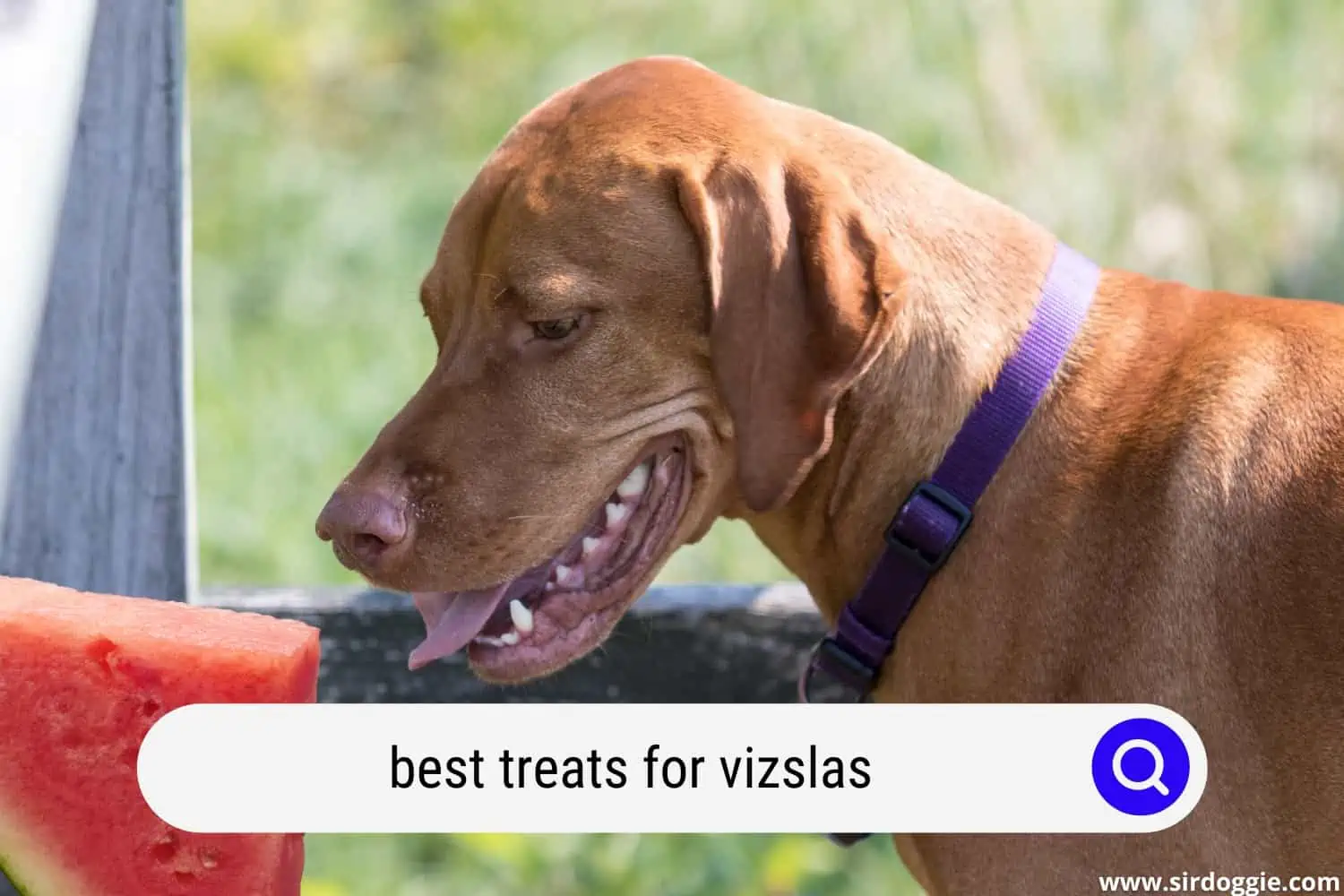 best treats for vizslas