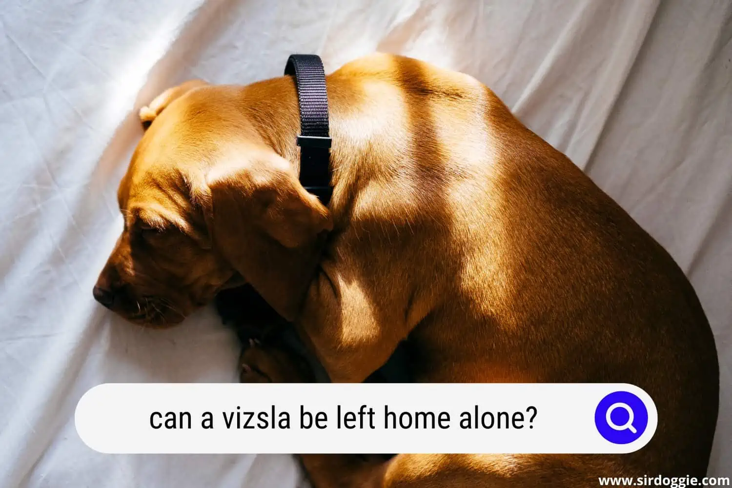 can a vizsla be left home alone