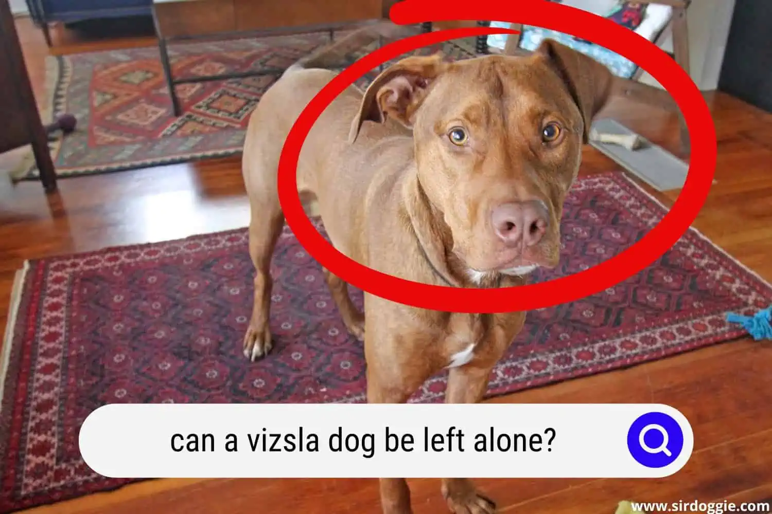 A Vizsla dog alone at home