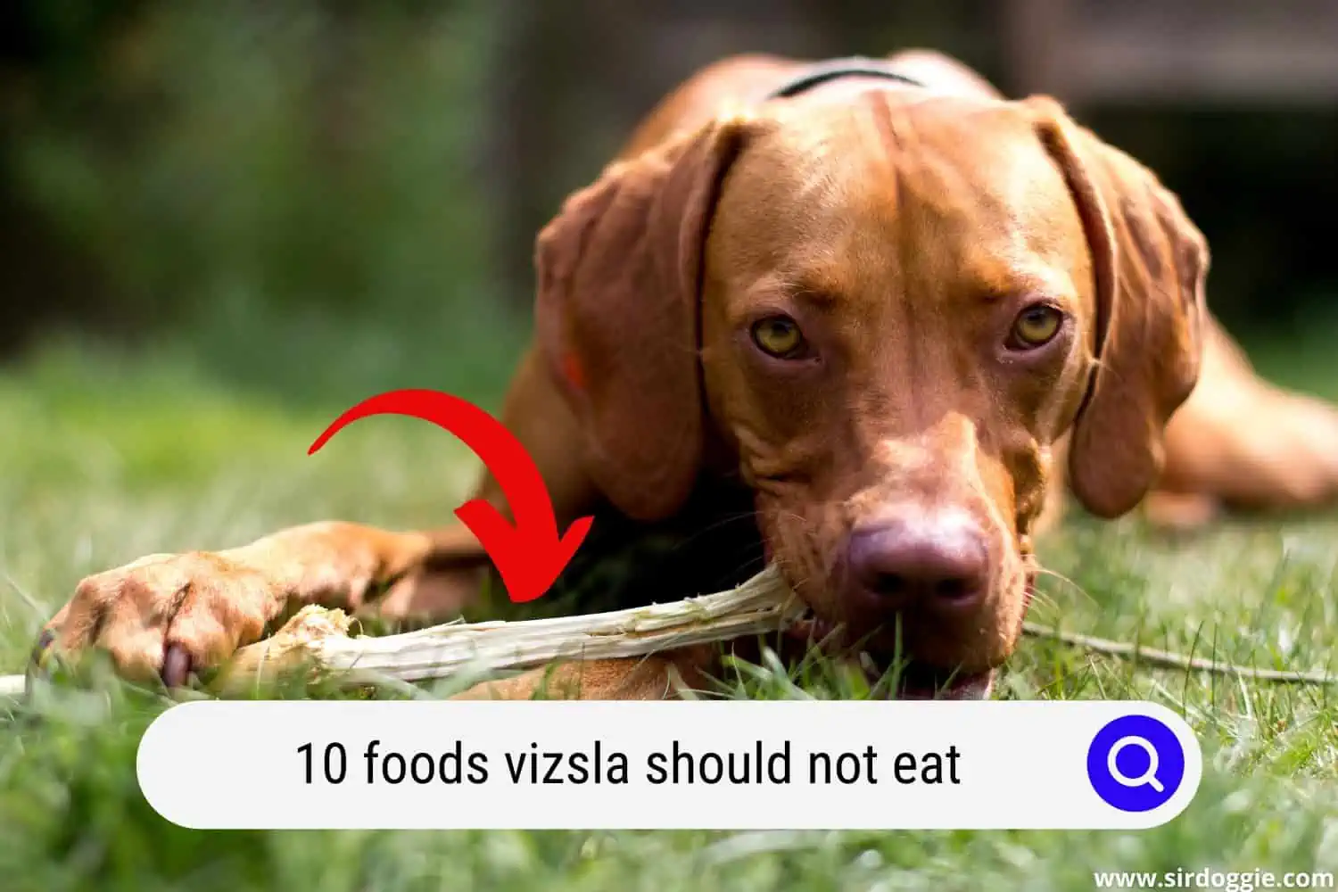 foods vizsla should not eat