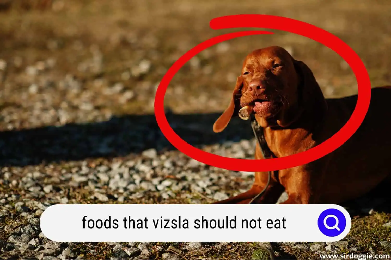 Vizsla dog eating bones