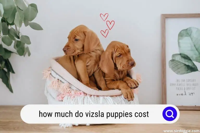 How Much Do Vizsla Puppies Cost?
