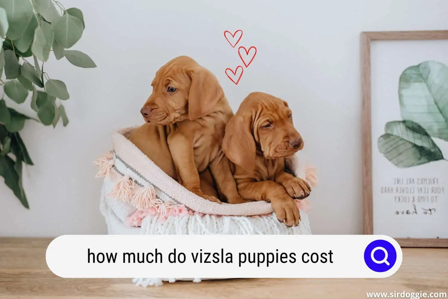 how much do vizsla puppies cost