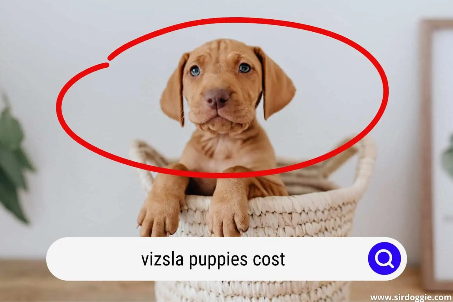 A cute Vizsla puppy in a basket