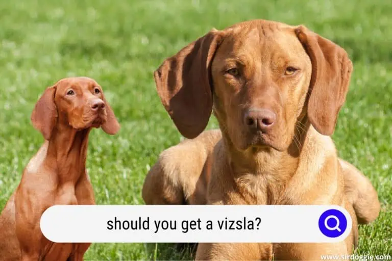 Should You Get a Vizsla? (What to Consider)