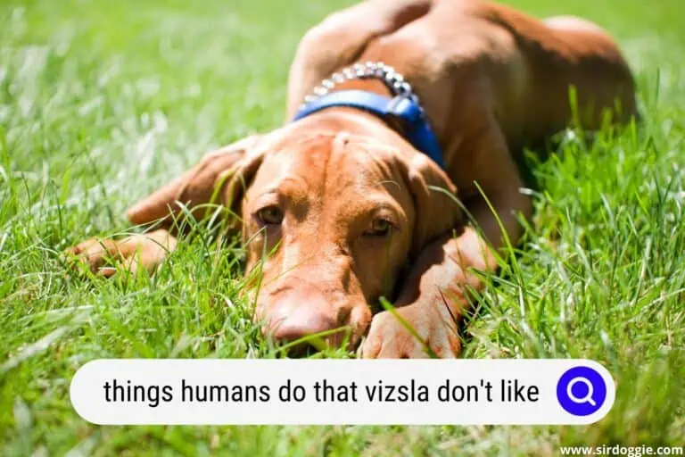 10 Things Humans Do That Vizsla Do Not Like