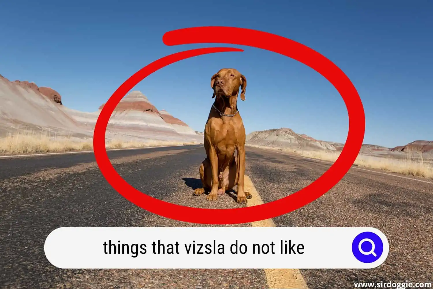 A Vizsla dog being left alone in the road