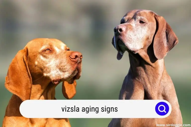 Vizsla Aging – 10 Signs You Should Look For