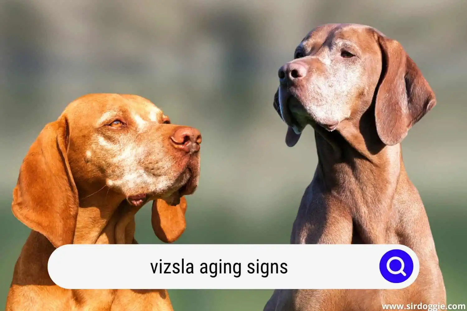 vizsla aging signs