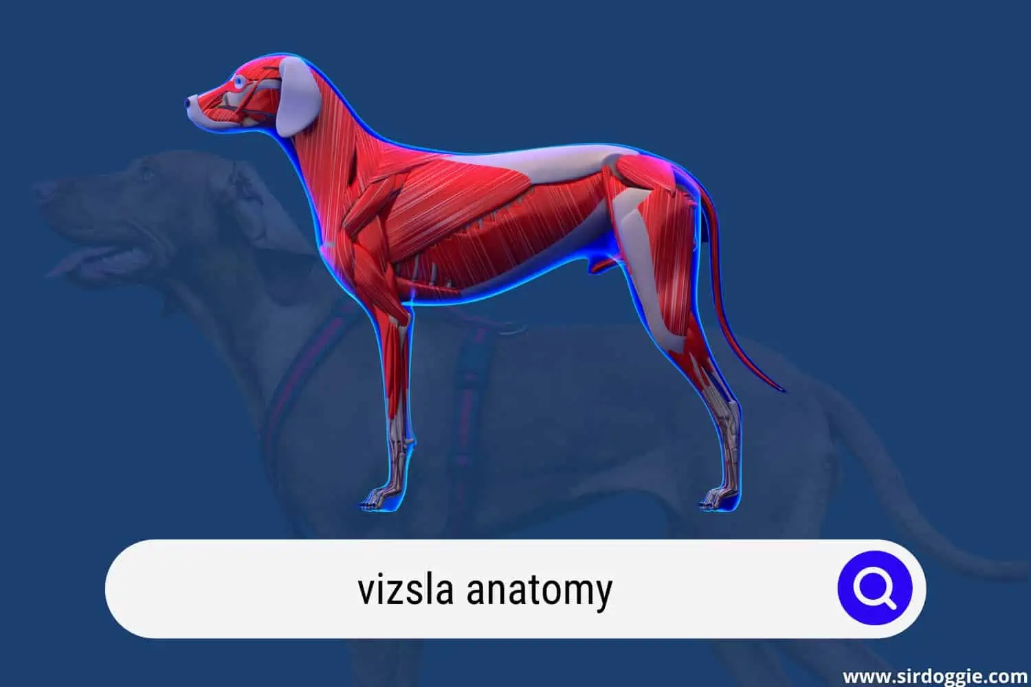 vizsla anatomy