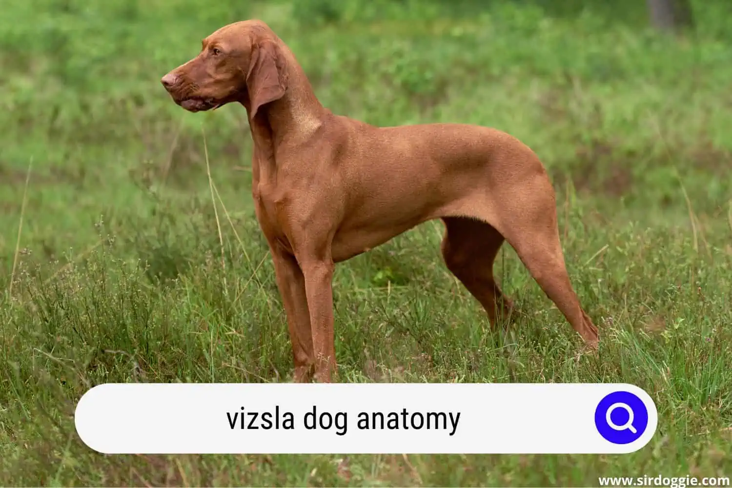 vizsla dog anatomy