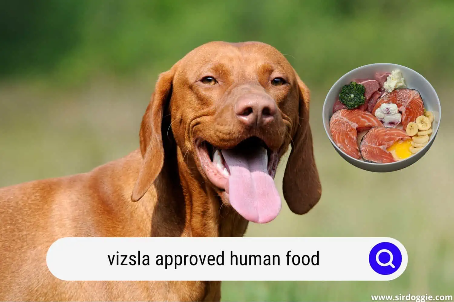 vizsla approved human food