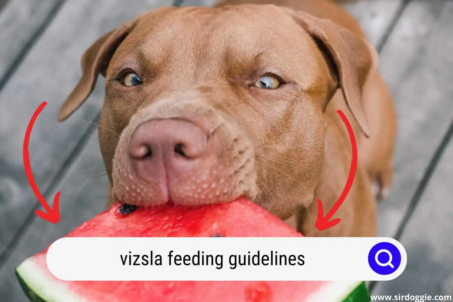 vizsla feeding guidelines