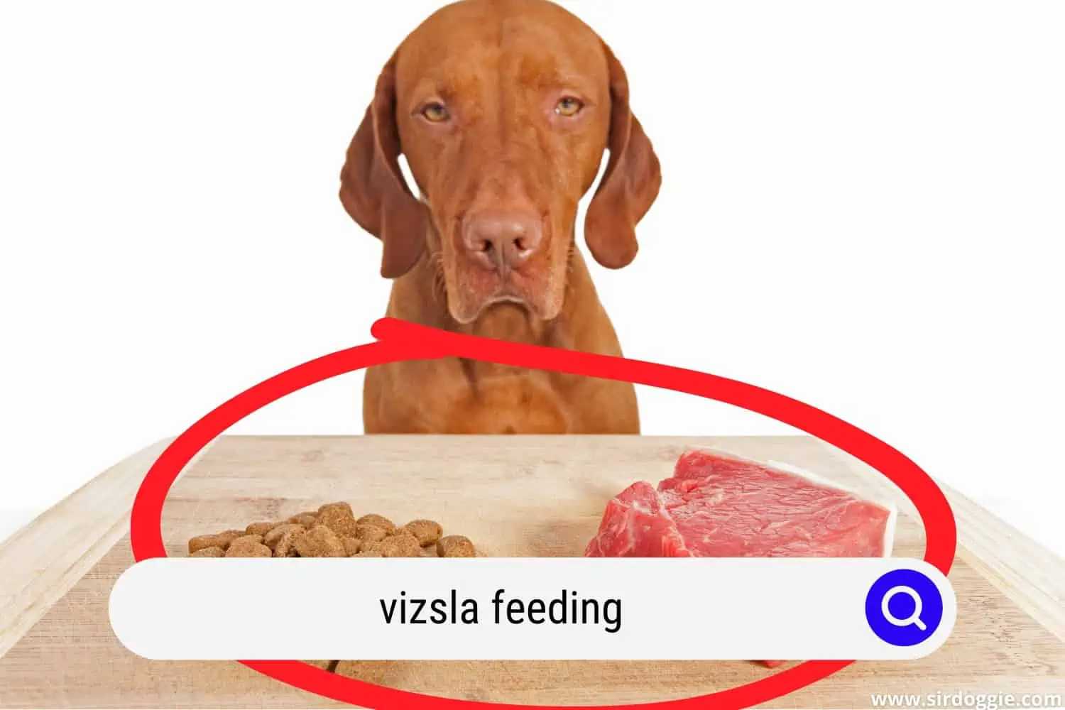 Feeding Vizsla dog a meat and kibble