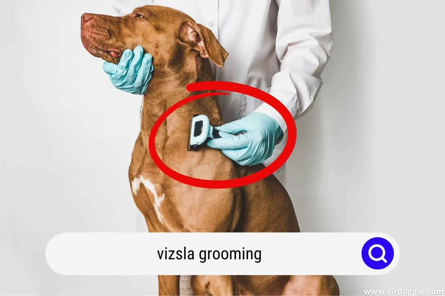 Grooming a Vizsla dog