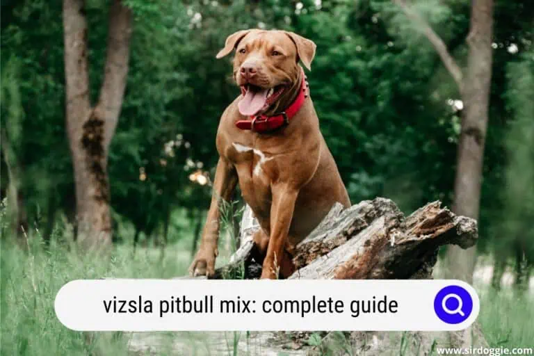 A Complete Guide To The Vizsla Pitbull Mix