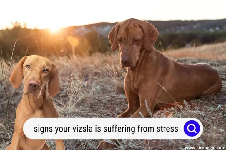 7 Signs Your Vizsla is Suffering from Stress (What to Look For)