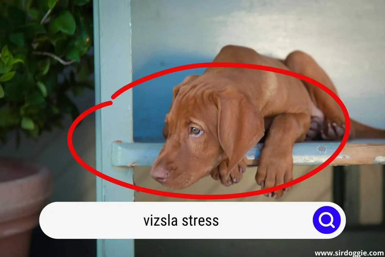 A Vizsla puppy looking stress while lying in a cabinet