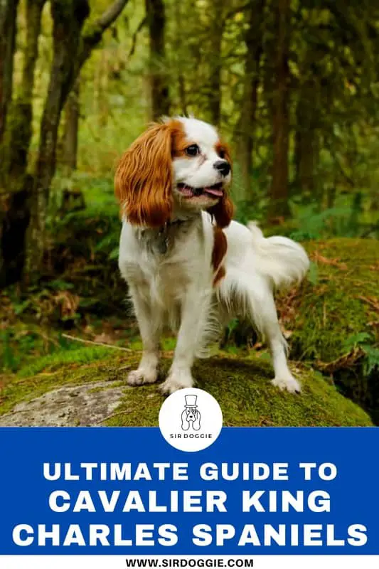 cavalier king charles spaniel dog standing in a big mossy rock