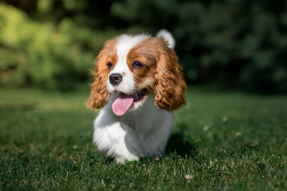Cavalier King Charles Spaniel puppy in grass