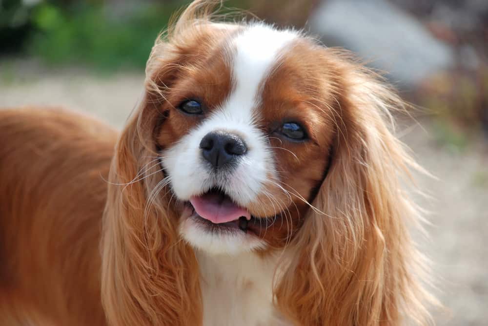The Cavalier King Charles Spaniel Complete Guide Sir Doggie The Cavalier King Charles Spaniel Complete Guide Sir Doggie