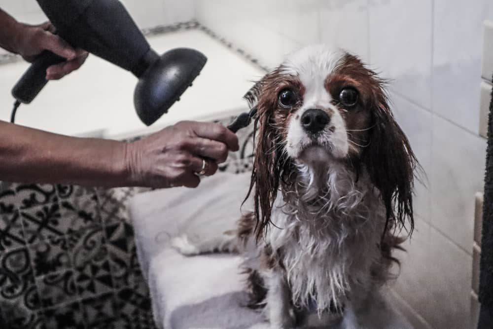 Cavalier King Charles Spaniel with wet hair after bathe
