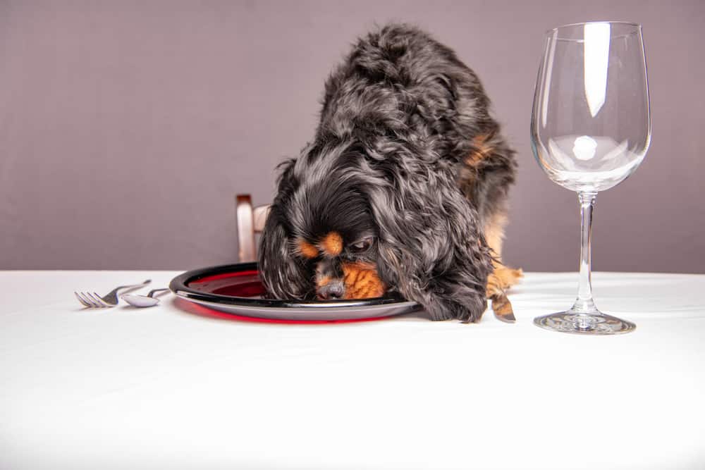 Cavalier King Charles Spaniel eating food off of dinner plate