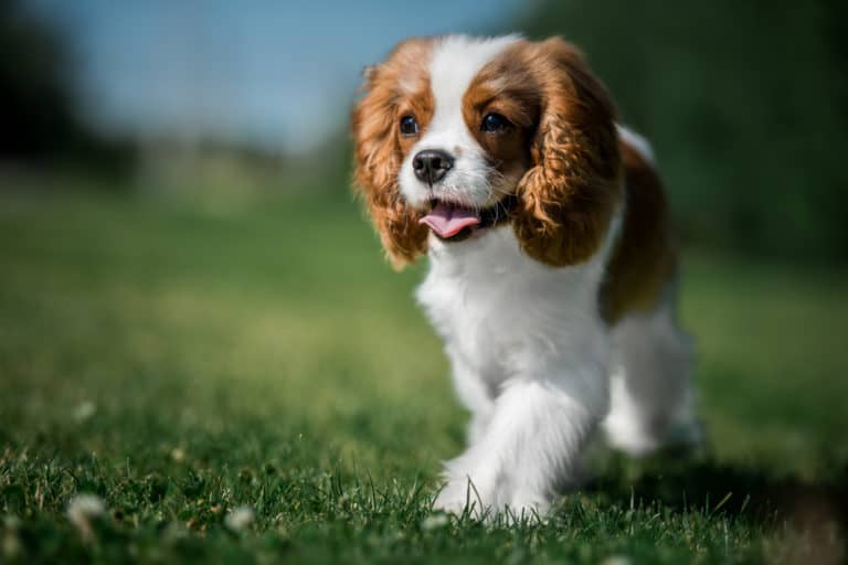 The Cavalier King Charles Spaniel Complete Guide