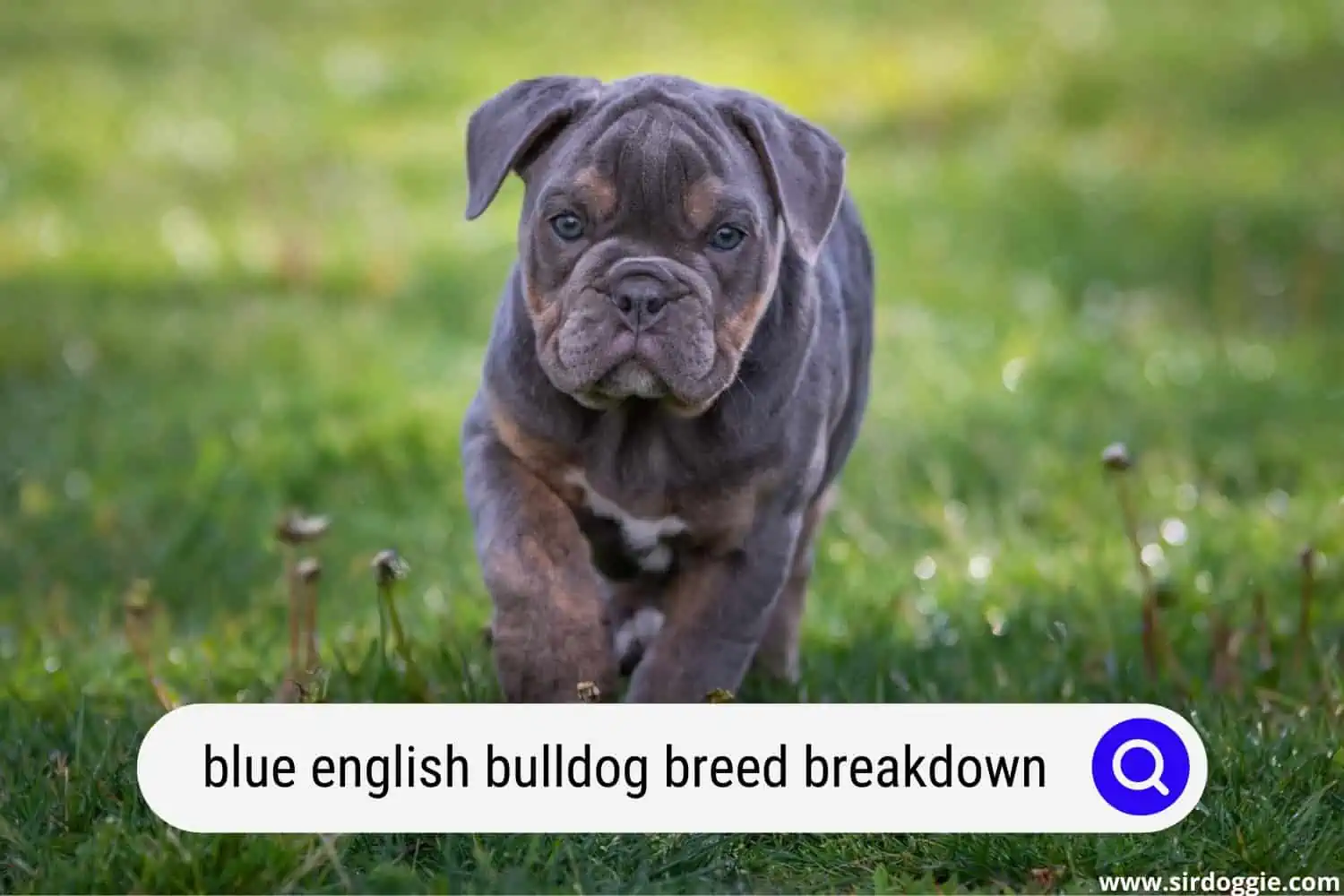 blue english bulldog