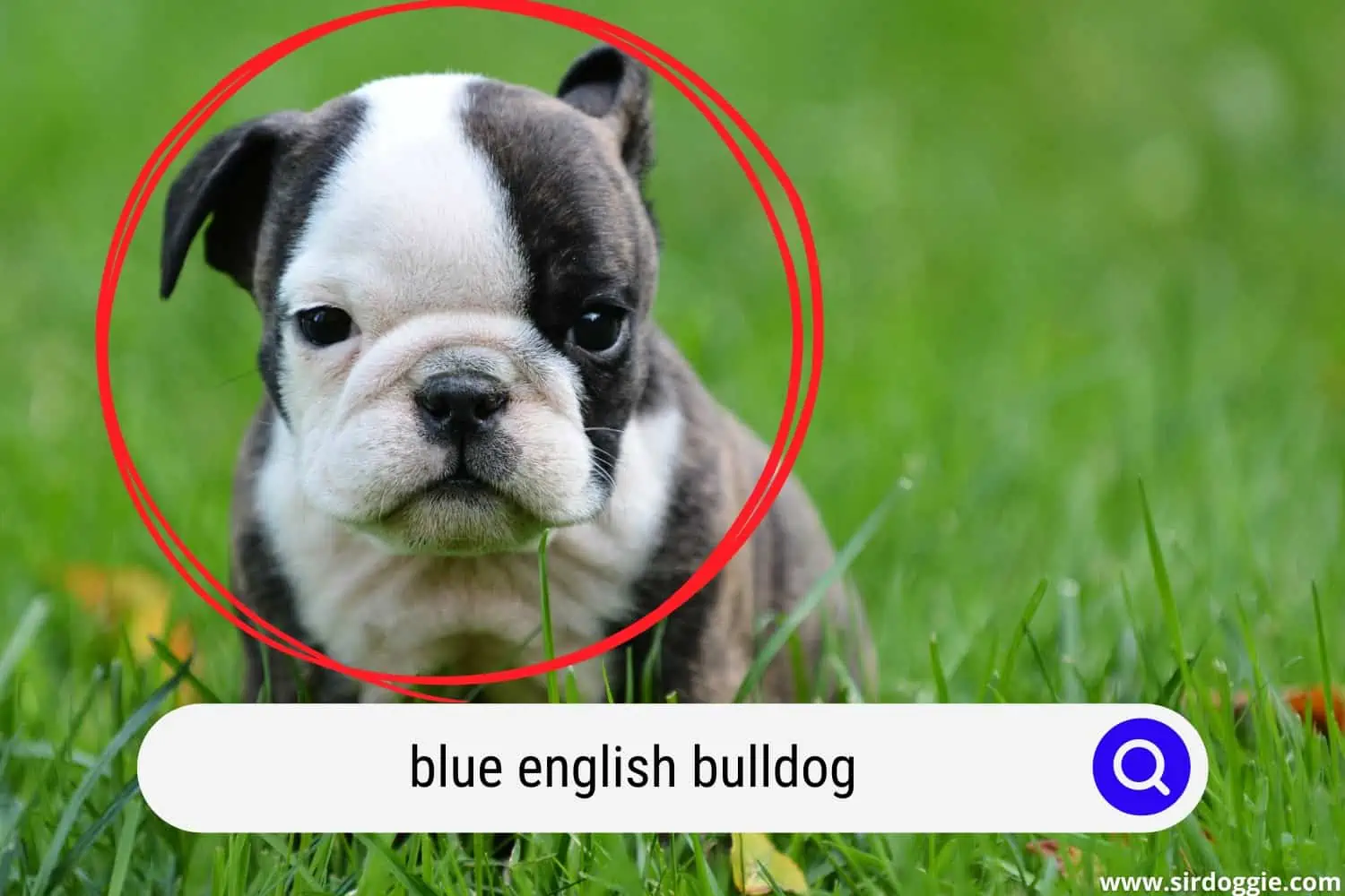 Blue English Bulldog puppy sitting on the grass