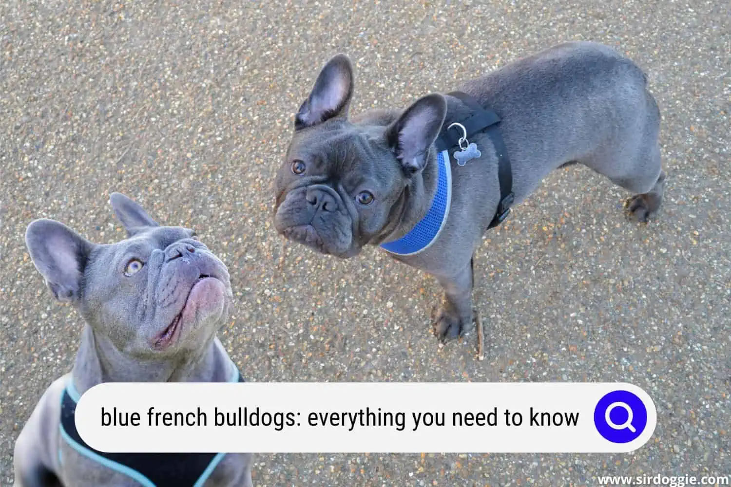 Blue French Bulldogs