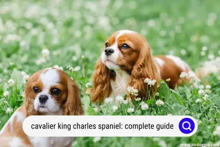 The Cavalier King Charles Spaniel Complete Guide
