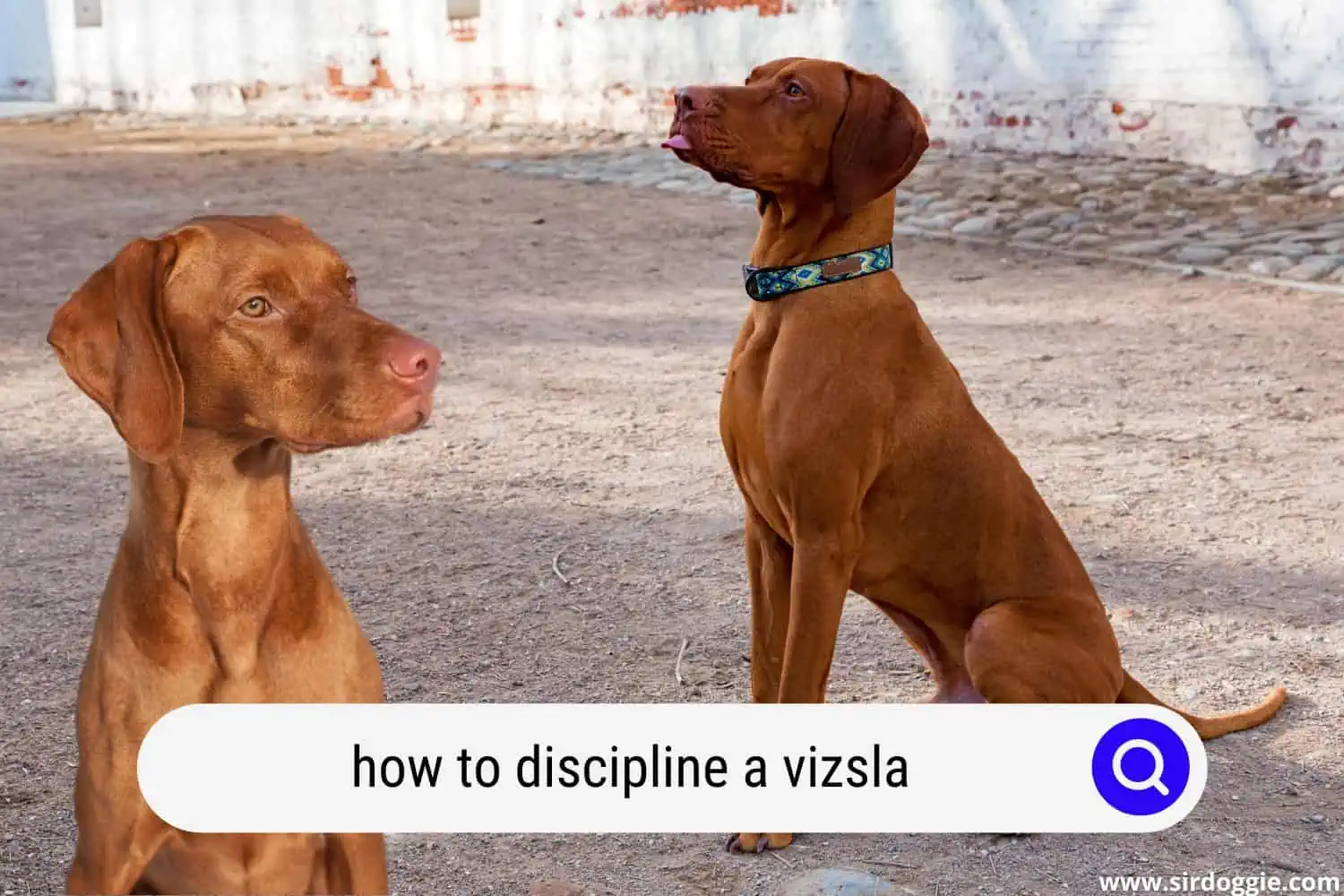 how to discipline a vizsla