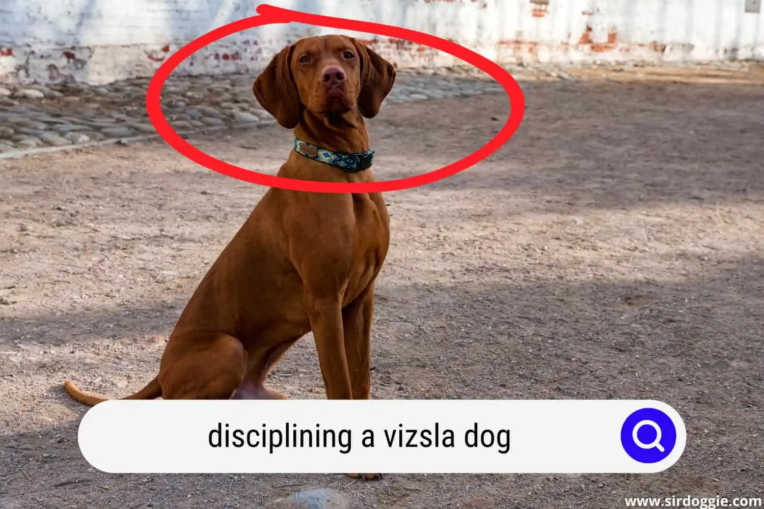 A disciplined vizsla dog