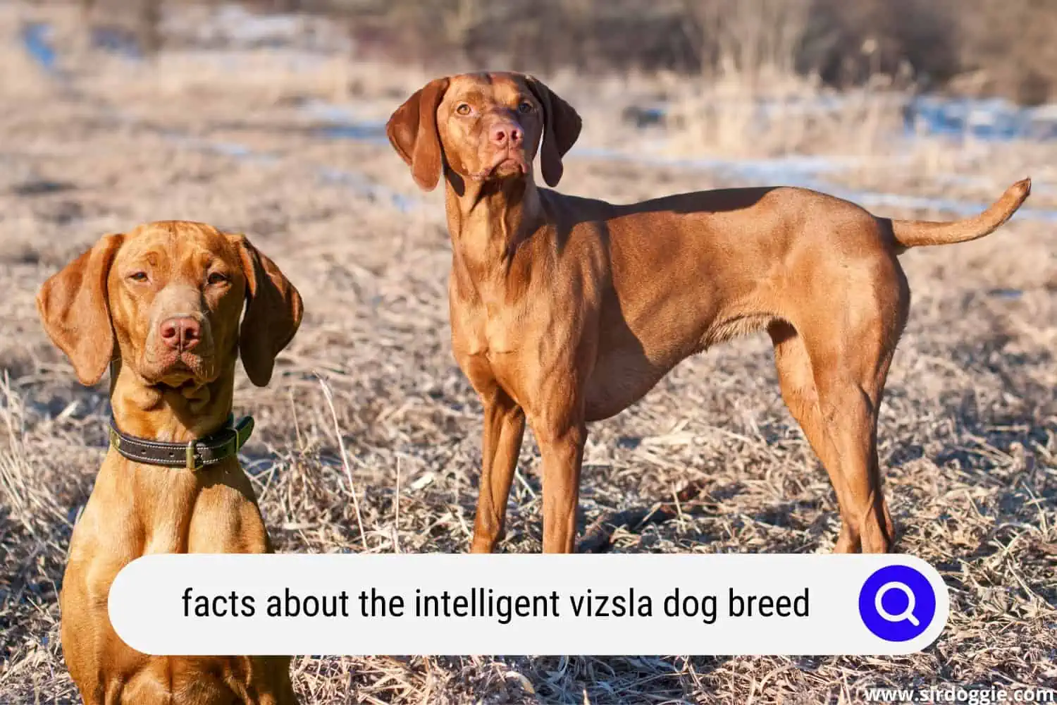 intriguing facts about the very intelligent vizsla dog breed