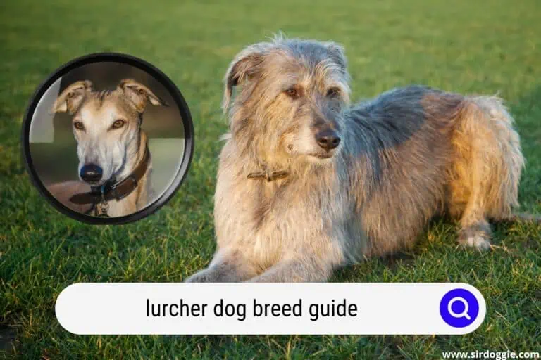 Lurcher Dog Breed Guide