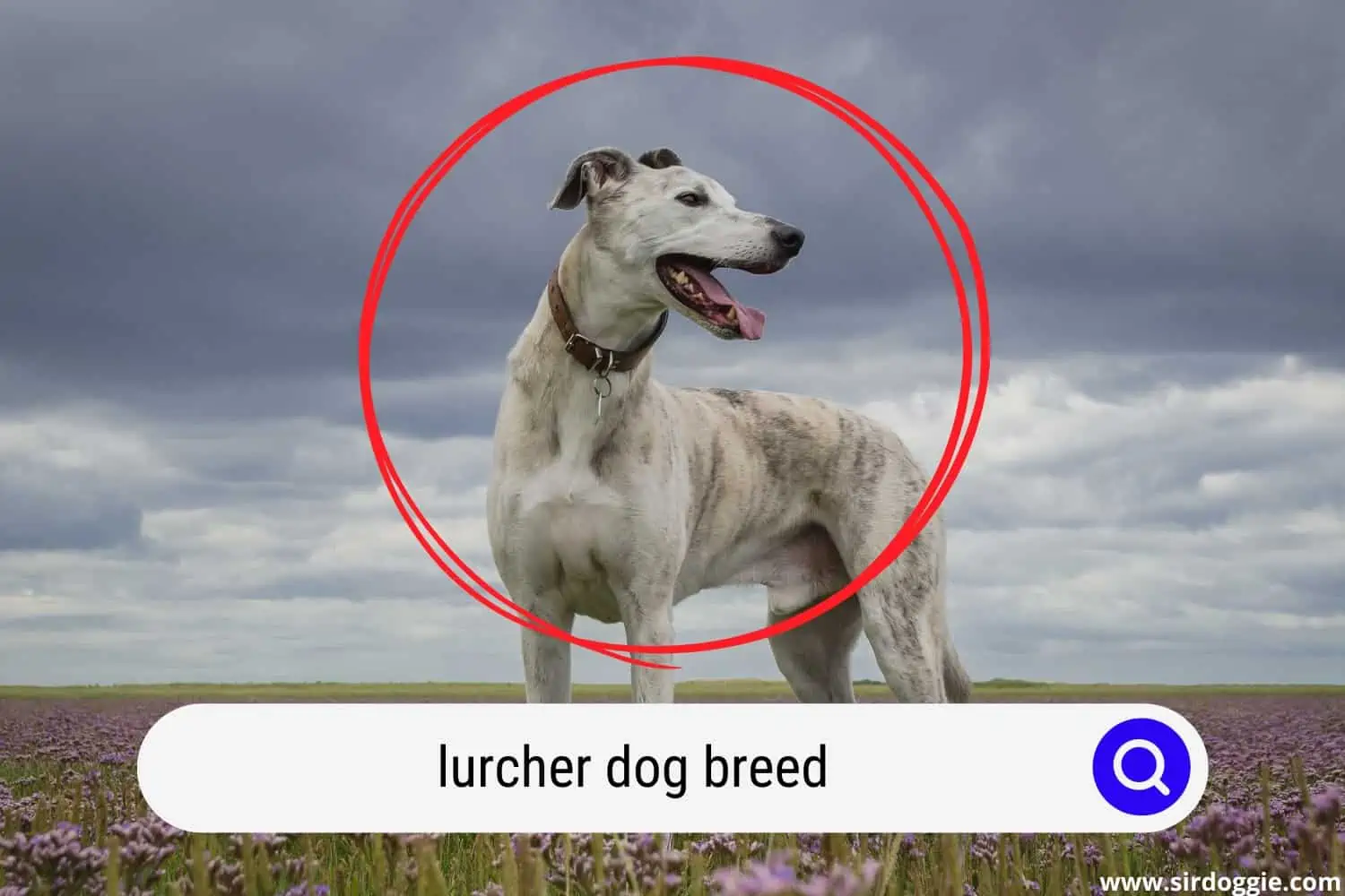 Lurcher dog