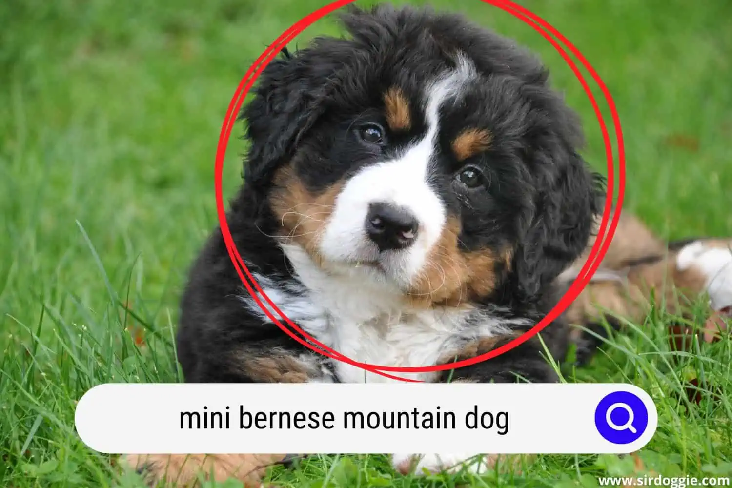 Cute mini bernese mountain dog