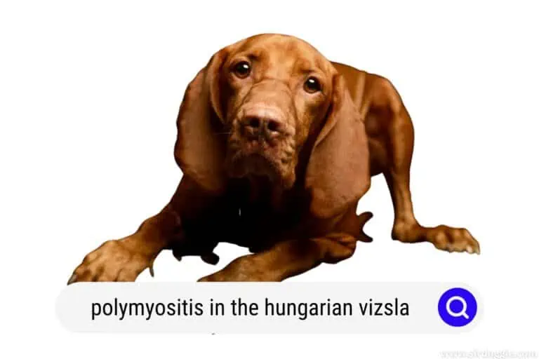 Polymyositis in the Hungarian Vizsla