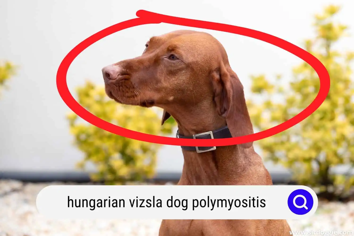 Hungarian Vizsla starting to have polymyositis